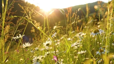 Beautiful white camomiles growing in meadow Stock Footage