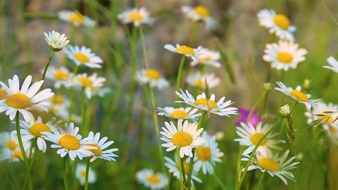 Beautiful white camomiles growing in meadow Stock Footage