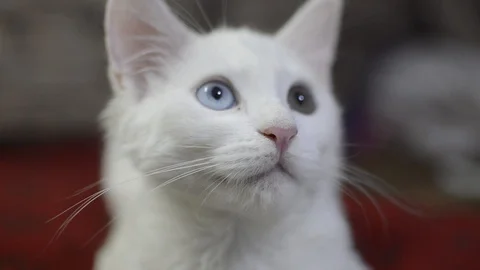 Beautiful white cat angora Stock Footage