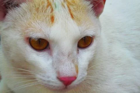 Beautiful white cat eyes Stock Photos