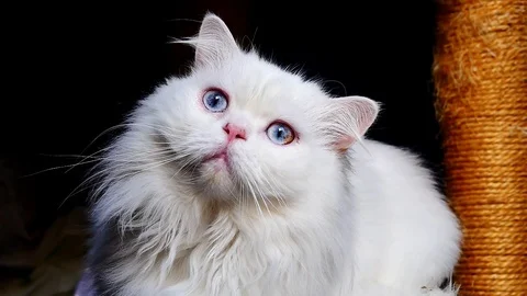 Beautiful white cat Stockbeeldmateriaal 99234972