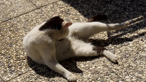 Beautiful white cat Stock Footage 106407351