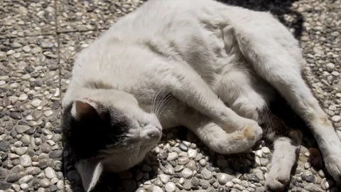 Beautiful white cat Stock Footage 106407508