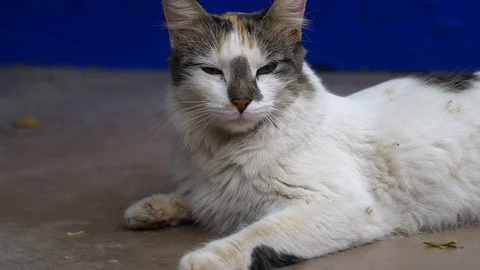 Beautiful white cat in front of blue background in Majorelle Garden  Stockbeeldmateriaal 111269110