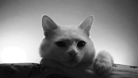 Beautiful white cat looking at the camera Stock Footage 95998234