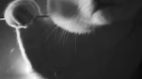 Beautiful white cat looking at the camera Stock Footage 95998239