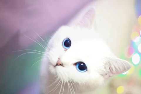 Beautiful white cat looking at the camera Stock Photos