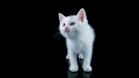 Beautiful white cat meows, looking around, walks to close-up view Stock Footage 91763954