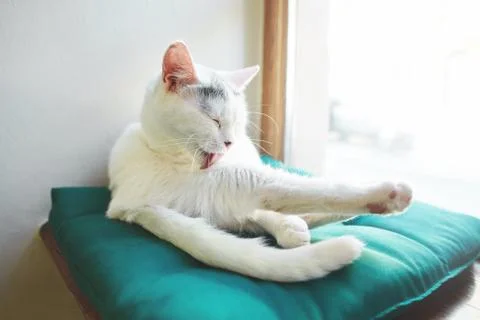 Beautiful white cat Stock Photos