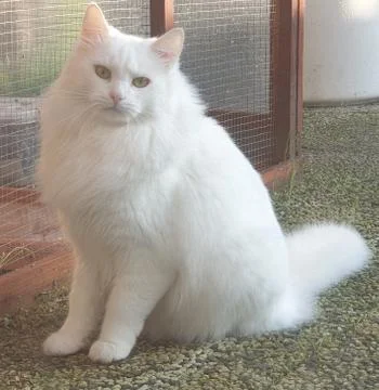 Beautiful white cat Stock Photos