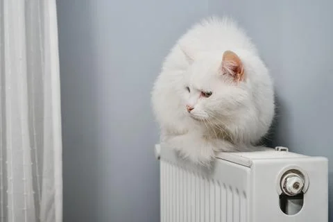Beautiful white cat Foto stock