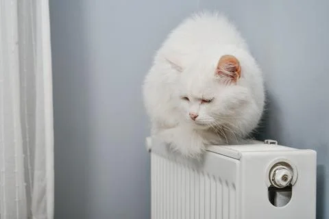 Beautiful white cat Stock Photos