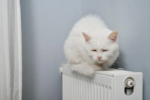 Beautiful white cat Stock Photos