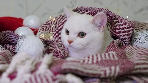 A beautiful white cat sits on a bedspread with a garland, the concept of Ch.. Video stock 329233838