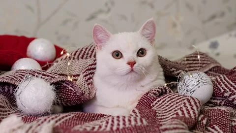 A beautiful white cat sits on a bedspread with a garland, the concept of Ch.. Stock Footage 329233892