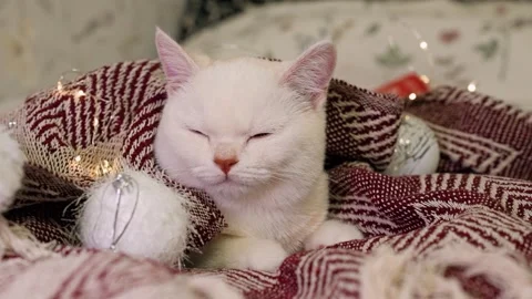 A beautiful white cat sits on a bedspread with a garland, the concept of Ch.. Stock Footage 329233905