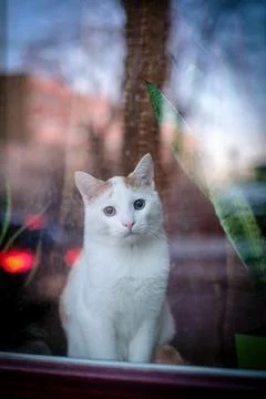 A beautiful white cat sits behind a window and looks outside. Vertical photo Foto stock