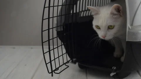 A beautiful white cat sits in a carrier. White background Stock Footage