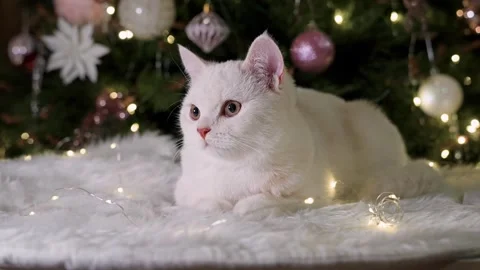 A beautiful white cat sits under a Christmas tree with a garland, the conce.. Stock Footage 329233952