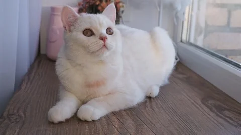 A beautiful white cat sits on the windowsill by the window Stock Footage 329233722