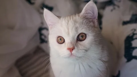 A beautiful white cat sits on the windowsill by the window Stock Footage 329233748
