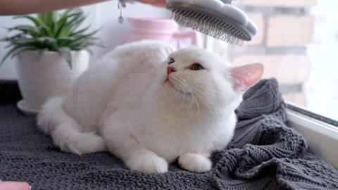 A beautiful white cat sits on the windowsill by the window Stock Footage 329234095