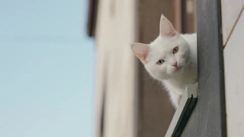 Beautiful white cat on window sill Stock Footage 305534565