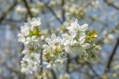 Beautiful white cherry blossom at Spring day in tropical garden, closeup, det Stock Photos