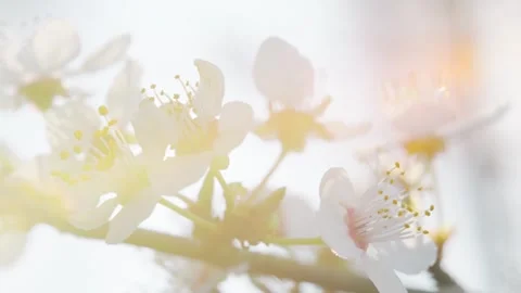 Beautiful white cherry blossoms blooming on tree branch in spring season su.. Stock Footage 337441295