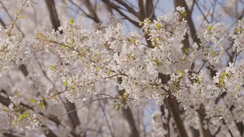 Beautiful white cherry blossoms blooming on tree branches in spring season. Stock Footage 337749557