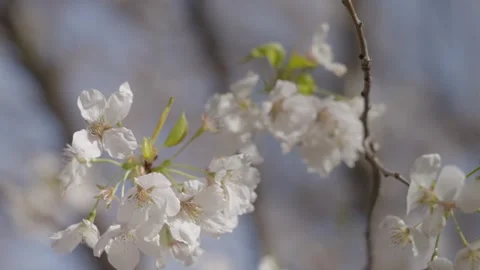 Beautiful white cherry blossoms blooming on tree branches moving gently in .. Stock Footage 337749605