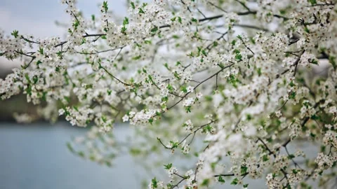 Beautiful white cherry blossoms blooming on tree branches moving gently in .. Stock Footage 339764670