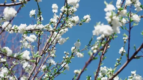 Beautiful white cherry blossoms blooming against a clear blue sky Stock-Footage 341932055