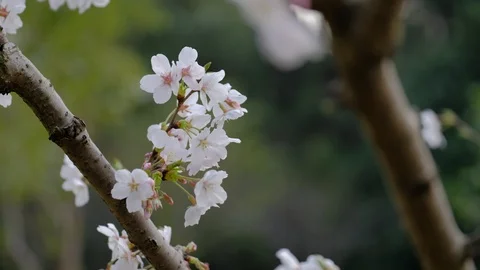 Beautiful white cherry blossoms open in spring Stock Footage 109419100