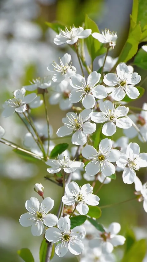 Beautiful white cherry blossoms in spring. Vídeos de archivo 335705922