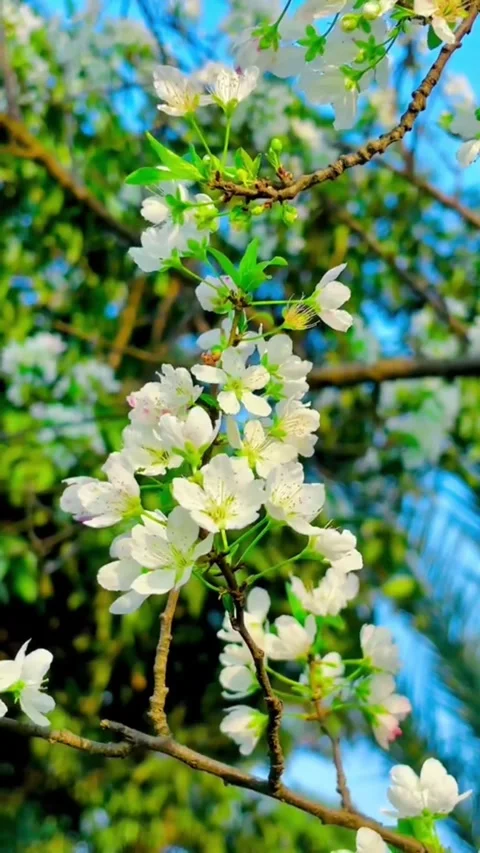 Beautiful White Cherry Blossoms on Tree Branch in Spring Vídeos de archivo 332247301