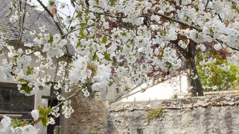 Beautiful white cherry fruit tree flowers  in full bloom on a spring day. Stock Footage 128139620