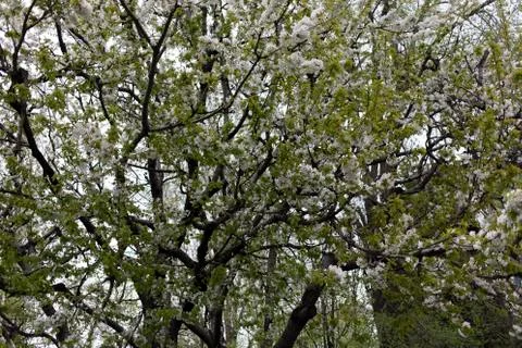 Beautiful White Cherry. Stock Photos