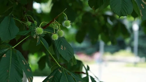 Beautiful white chestnuts develop in the wind. Stock Footage 86604488