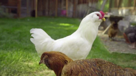 Beautiful white chicken Video stock 59664417