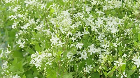 Beautiful white clematis recta flowers blooming in a summer garden Video stock 338200284