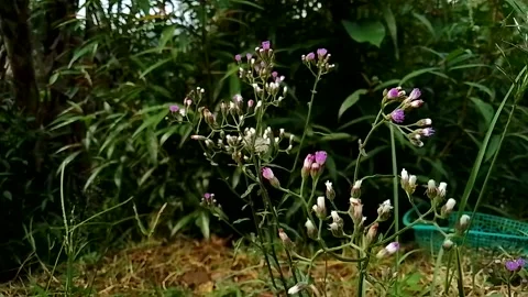 Beautiful white combination purple grass flower Stock Footage 196820719
