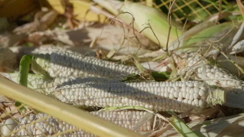 Beautiful White Corn, corn harvest, local farm, warm light, Super Slow Motion Stock Footage 250376015