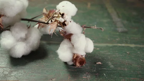 Beautiful white cotton flowers on a rustic wooden table from above Stock Footage 149086732