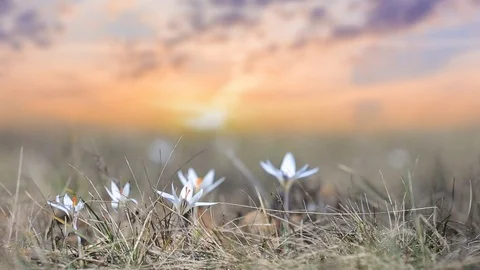 Beautiful white crocus in a grass at the sunset Stock Footage 126232870