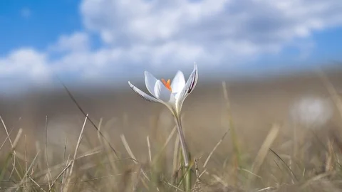 Beautiful white crocus in a grass under a cloudy sky Stock Footage 126232986