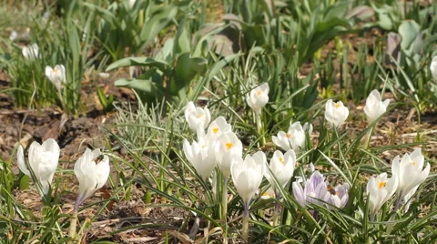 Beautiful white crocuses and bee Video stock 68960944