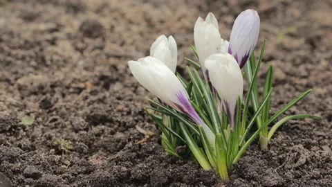Beautiful white crocuses are blooming in the garden. Stock Footage