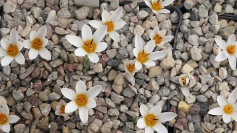 Beautiful white crocuses close up Stock Footage 149396037