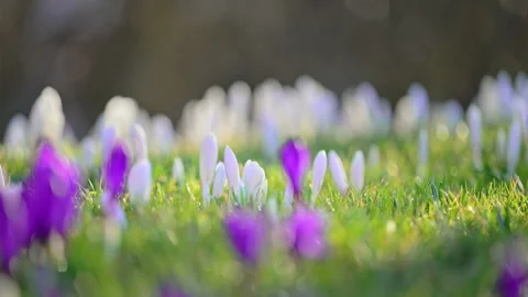 Beautiful white crocuses in spring forest meadow, sunlight and calm nature, 4K Stock Footage 326338064